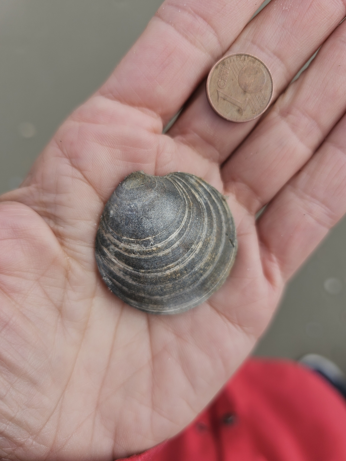 Fossile Dosinia exoleta von der Bill 2025