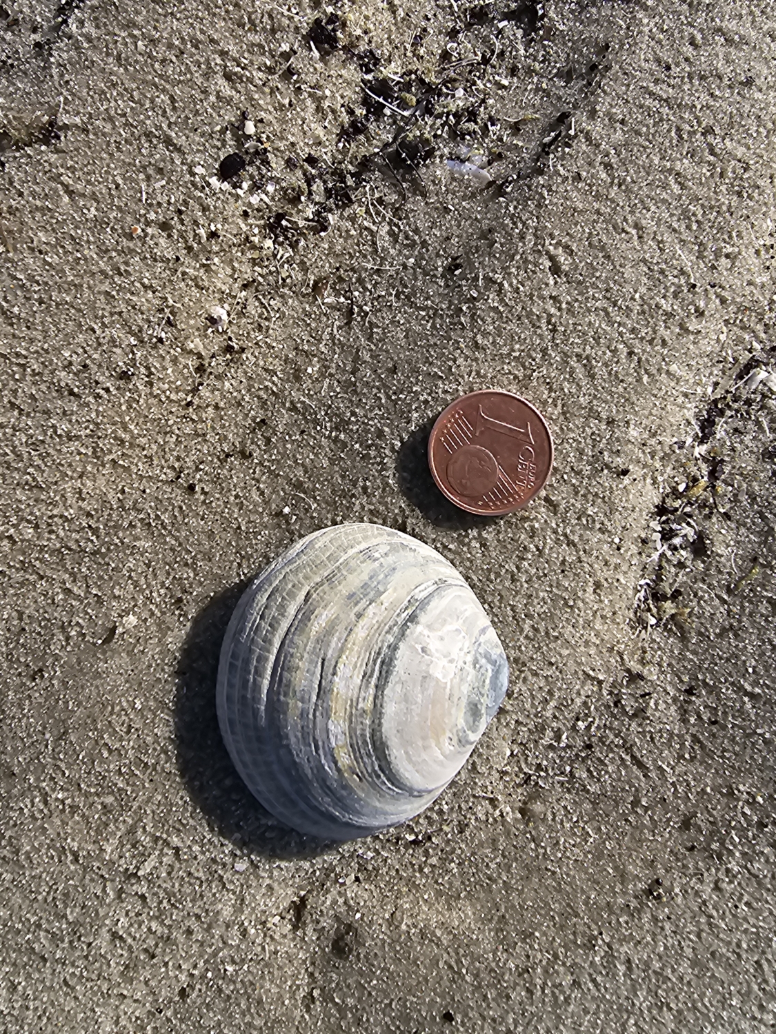 Arcopagia crassa von einer der Beachexplorer Meldungen meiner Mutter