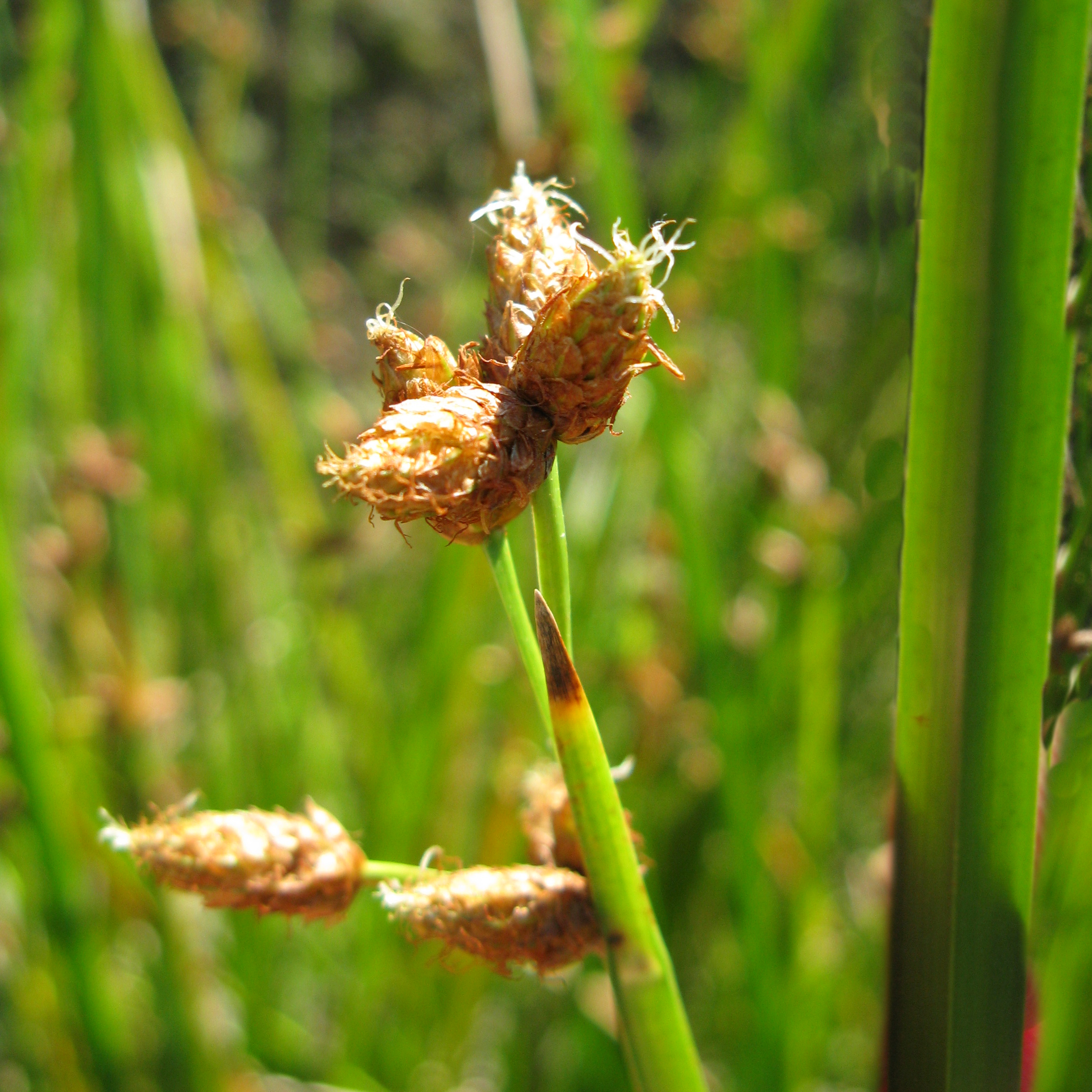 Dreikantige Teichsimse (Schoenoplectus triqueter)