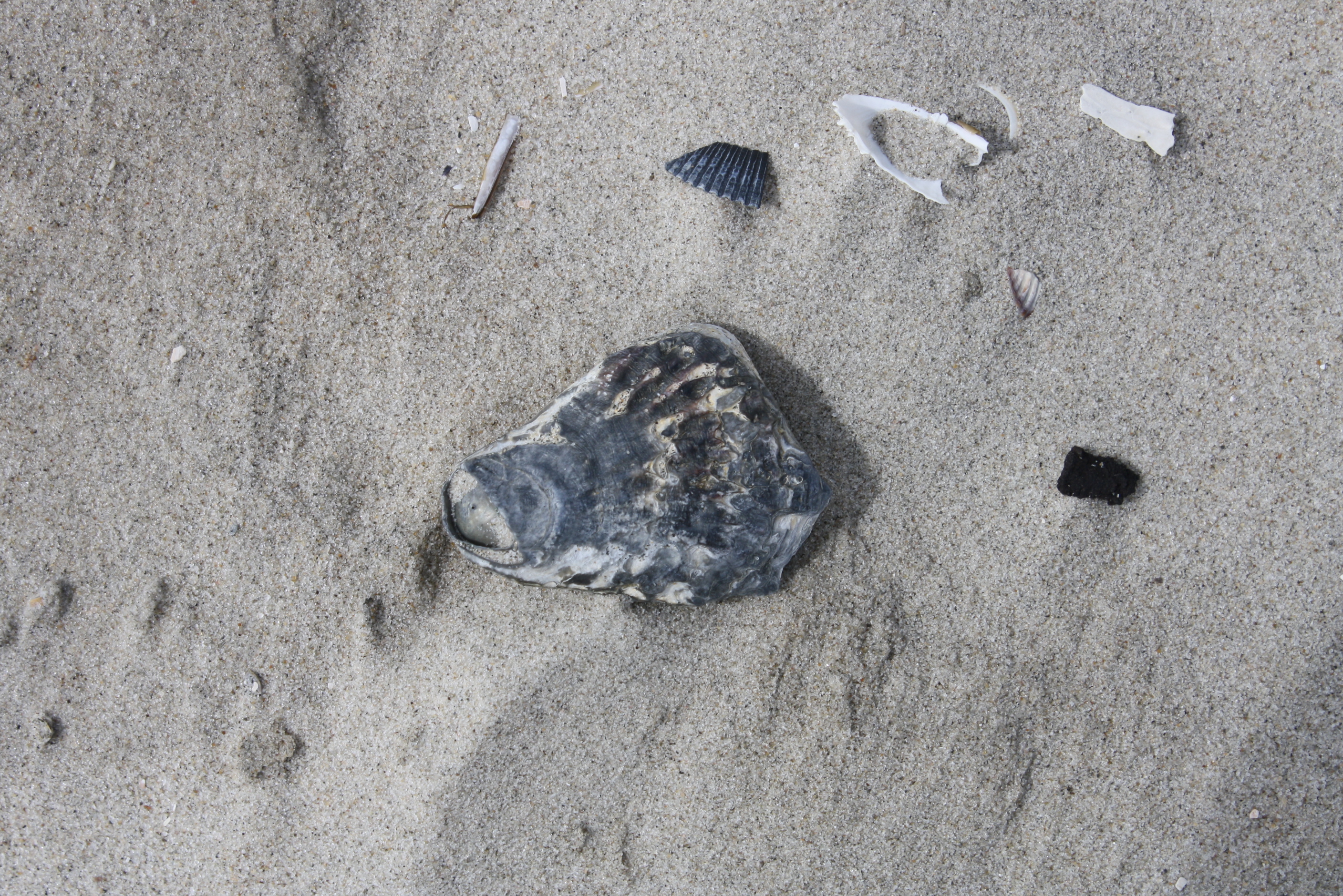 Europäische Auster (Ostrea edulis)