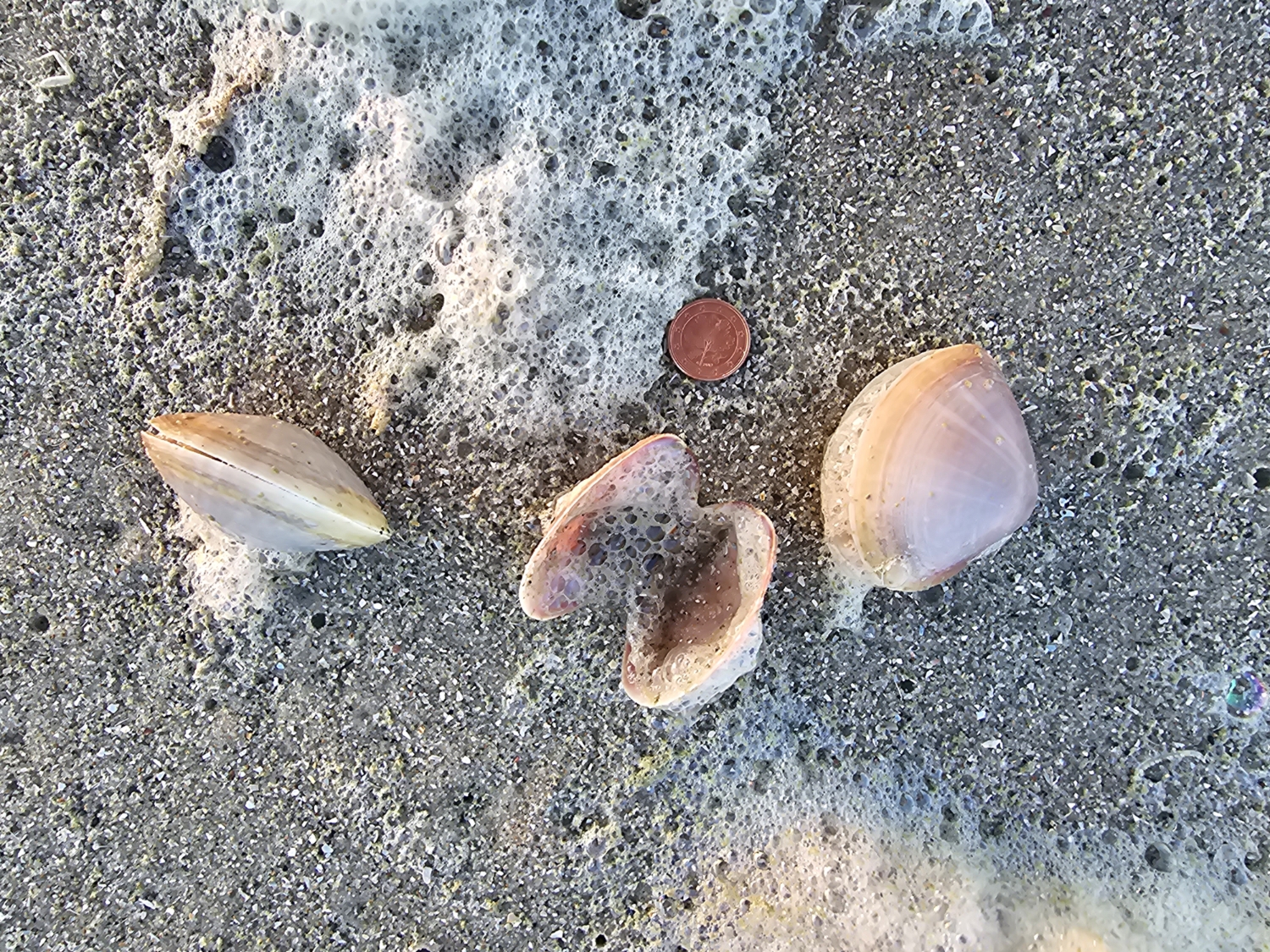 Mactra stultorum von einer Beachexplorermeldung meiner Mutter