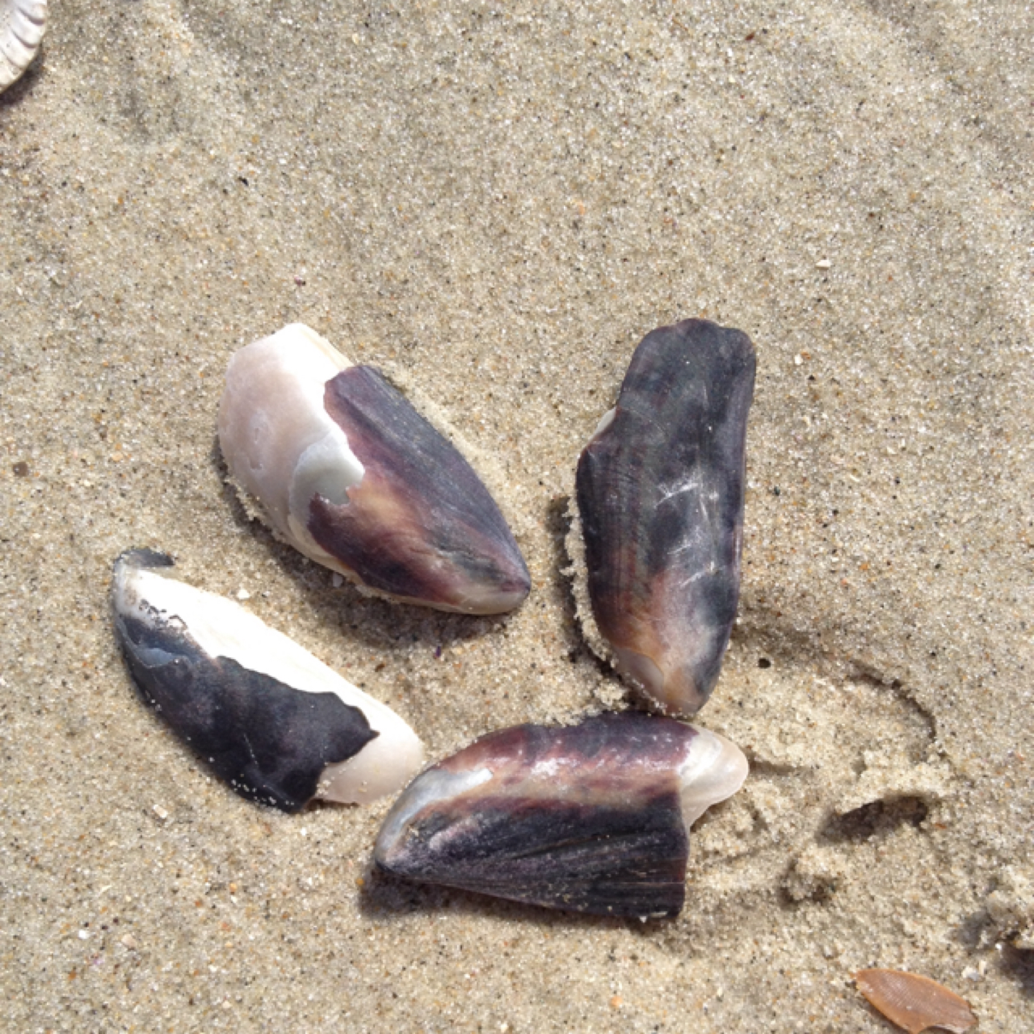 Miesmuschel (Mytilus edulis)