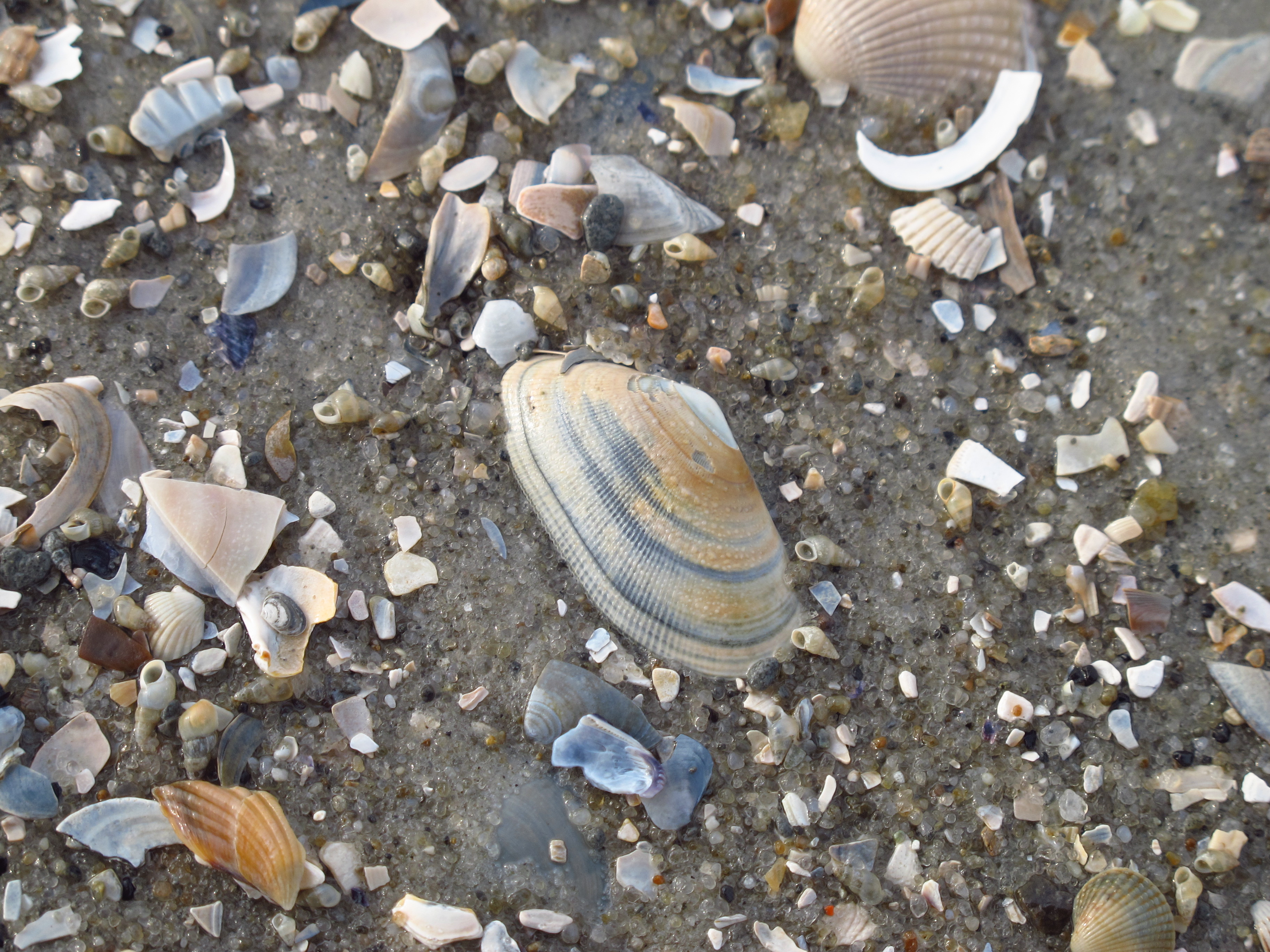 Sägezähnchen (Donax vittatus)