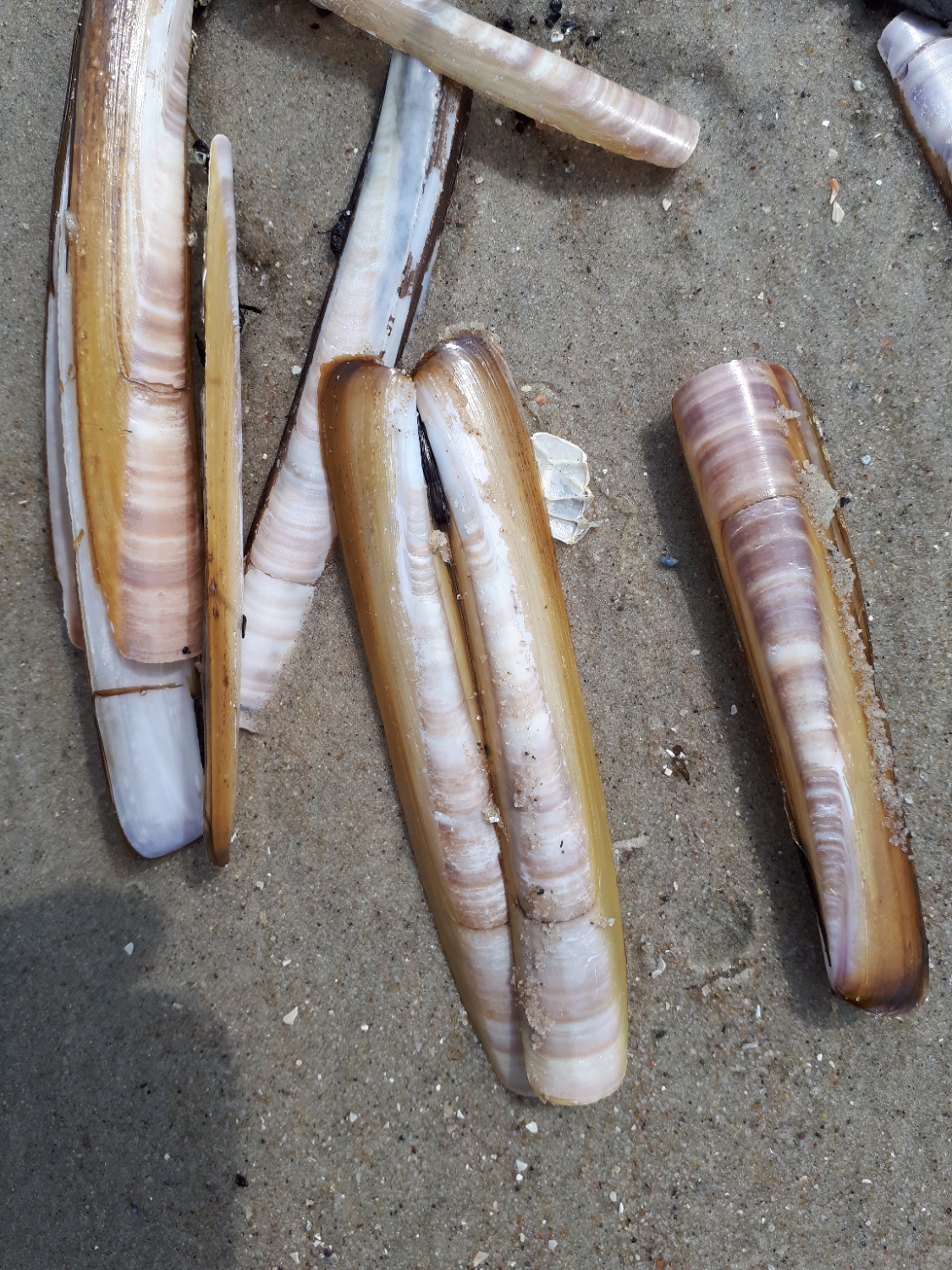 Ensis leei vom Juister Hauptstrand 2021