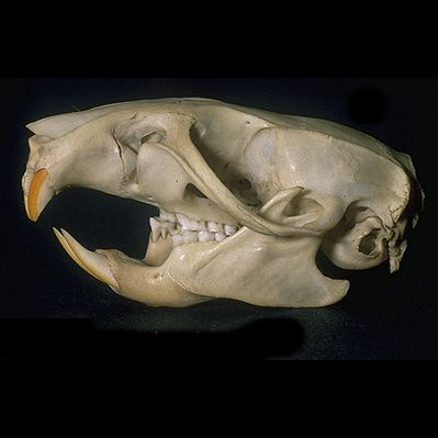 Schadel Ratte Rattus Norvegicus Cranium