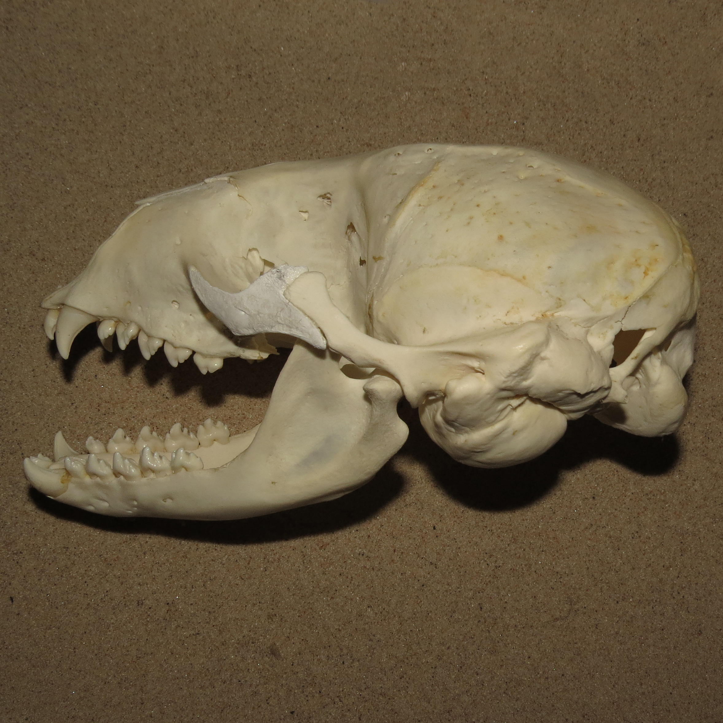 Sael Kranie Phoca Vitulina Cranium