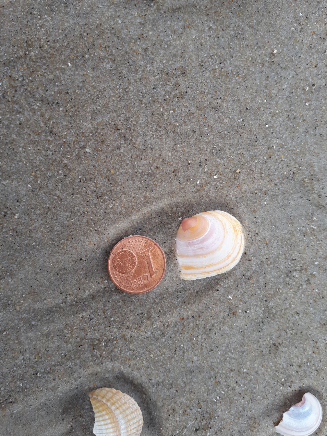Macoma balthica von einer der Beachexploreermeldungen meiner Mutter