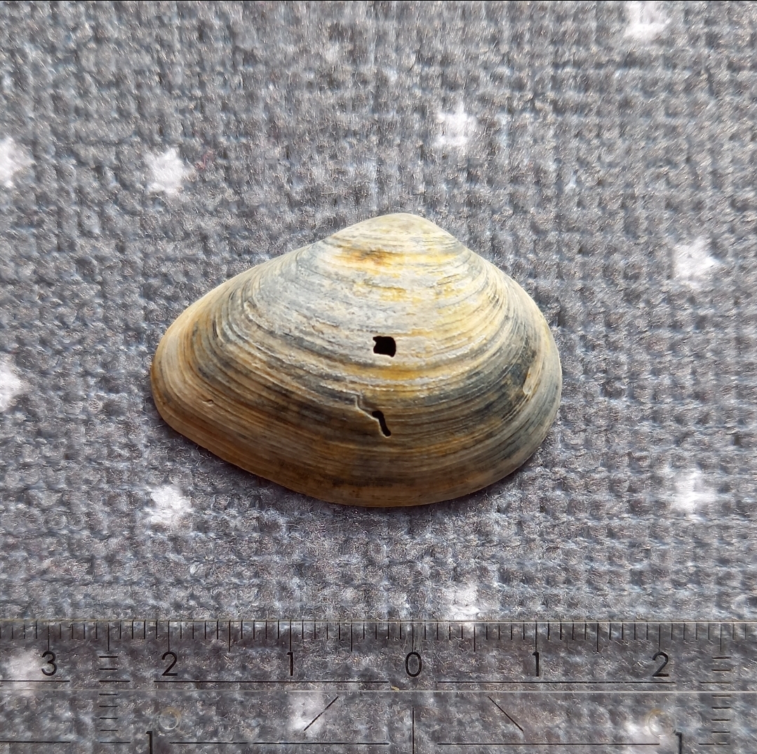 Gastrana fragilis von einer meiner Beachexploreermeldungen